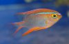 neoglyphidodon_crossi.jpg