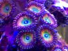 zoa.jpg