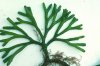 Codium-fragile-4.jpg