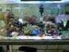 MY aquarium.jpg MY aquarium.jpg