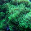large-Starburst Polyp_Briareum sp..jpg