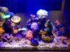 my aquarium.jpg my aquarium.jpg