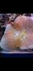Screenshot_20200610-235021_Gallery.jpg