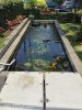 Penampak kolam koi sblm dikosongkan.jpeg