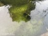 kolam K1QC 01.jpeg