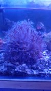 SEA PEN.jpg