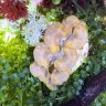 Mr. Macroalgae