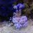 synchiropus_splendidus