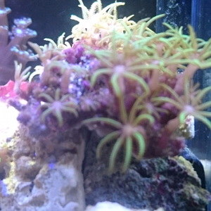 Gsp (7/9)