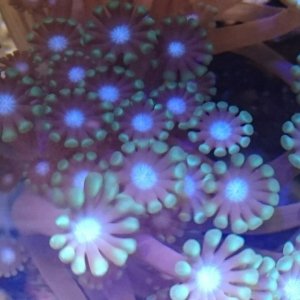 Coral favorit