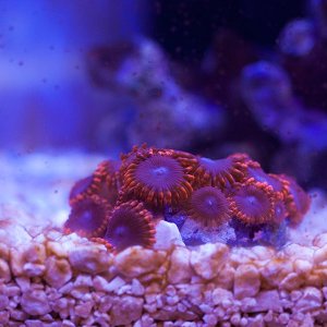 zoas-red.jpg