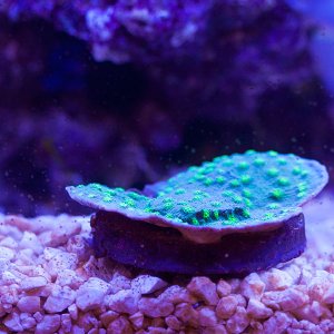 echinopora-green.jpg