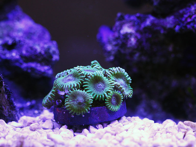 zoas-green.jpg